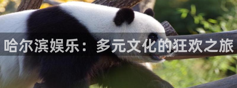 星空娱乐app下载安装：哈尔滨娱乐：多元文化的狂欢之旅